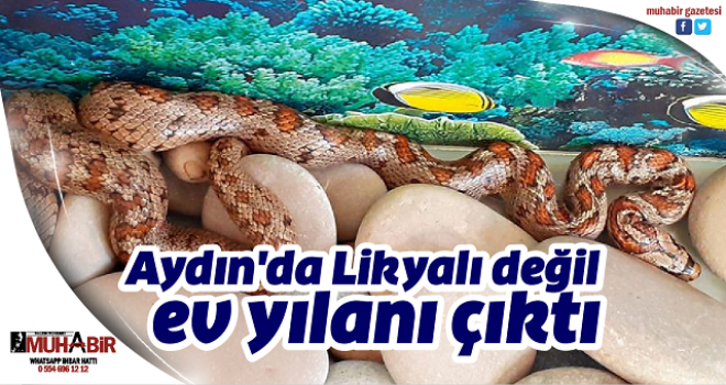 Aydın'da Likyalı değil ev yılanı çıktı