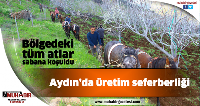  Aydın’da üretim seferberliği: Bölgedeki tüm atlar sabana koşuldu   