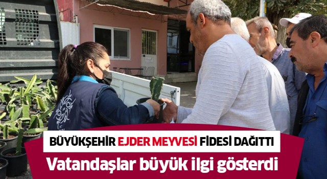 Büyükşehir vatandaşlara 'ejder meyvesi' fidesi dağıttı