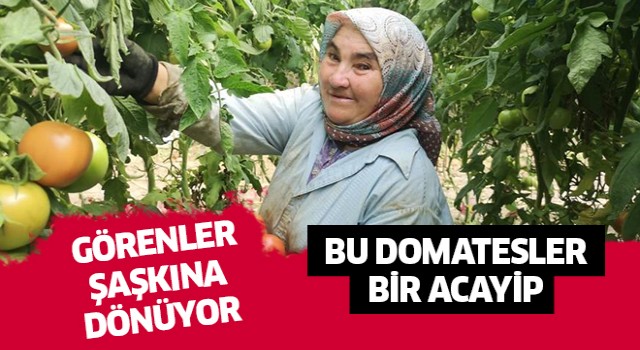 Domatesler görenleri şaşırttı