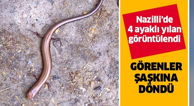 Nazilli'de 4 ayaklı yılan görüntülendi