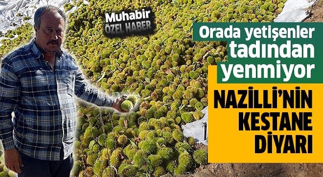 Nazilli’nin kestane diyarı