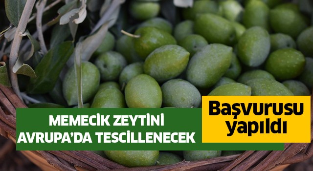  Aydın Memecik Zeytini, Avrupa’da tescillenecek