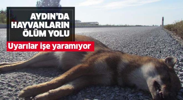 Aydın'da hayvanların ölüm yolu