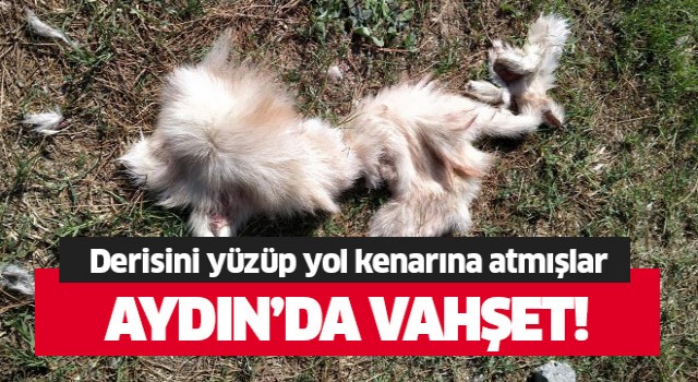 Aydın'da vahşet