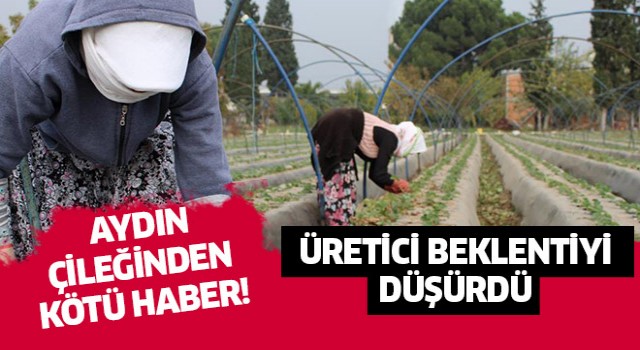 Çilekten kötü haber!