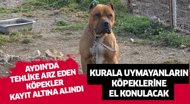 Aydın'da tehlike arz eden köpekler kayıt altına alındı