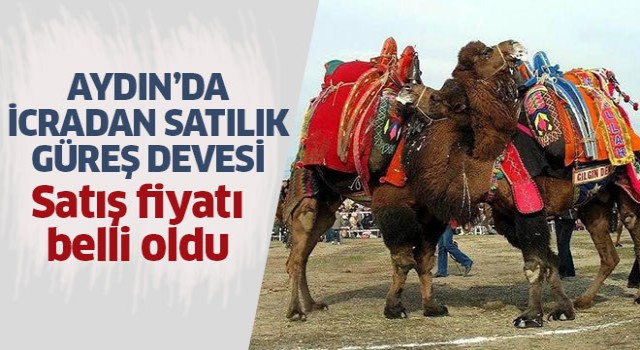 İcradan satılık güreş devesi