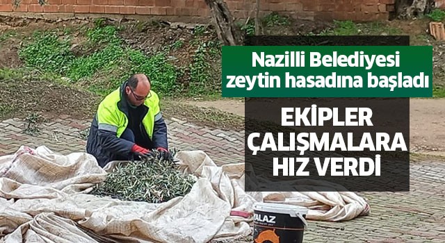 Nazilli Belediyesi zeytin hasadına başladı