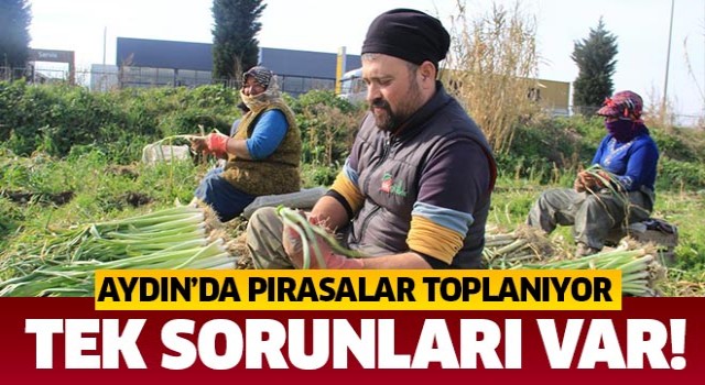 Aydın'da pırasalar toplanıyor: Tek sorunları var