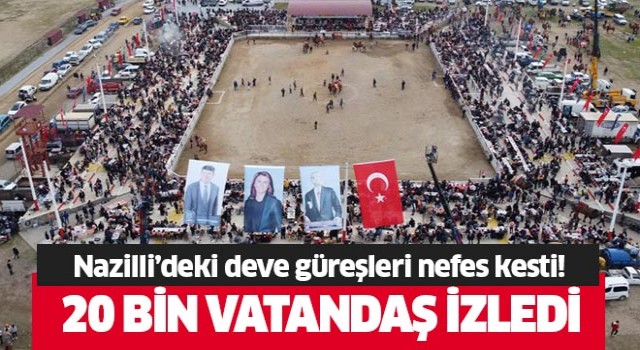 Nazilli'deki deve güreşi festivali nefes kesti!