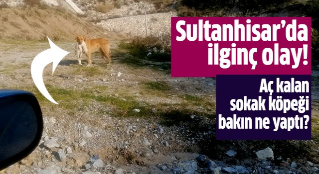 Aç kalan sokak köpeği bakın ne yaptı?