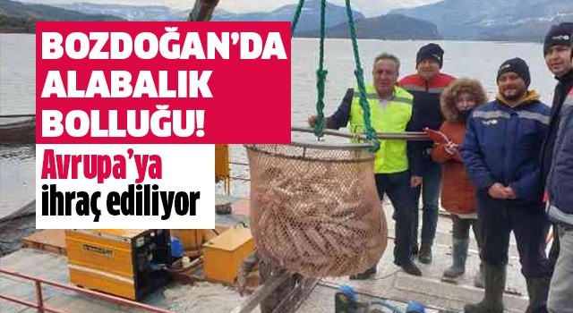 Bozdoğan'da alabalık bolluğu