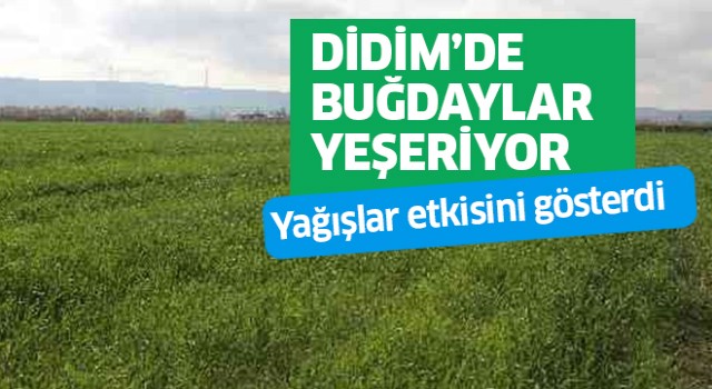 Didim'de buğdaylar yeşeriyor