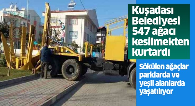 Kuşadası Belediyesi 547 ağacı kesilmekten kurtardı