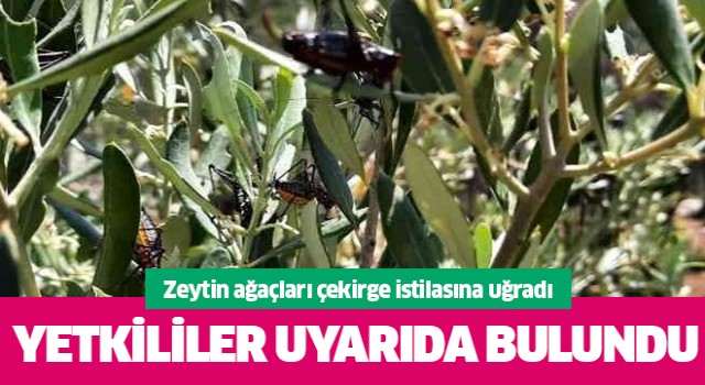 Karacasu'da zeytin ağaçlarını çekirgeler istila etti