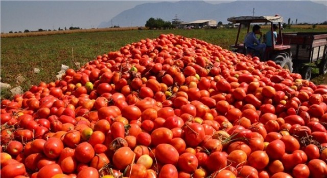 Aydın'da salçalık domatesler tezgahlara indi