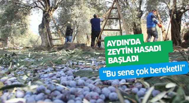 Aydın'da zeytin hasadı başladı