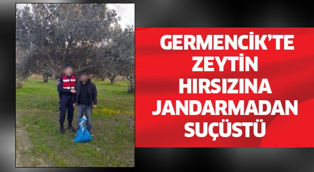 Germencik'te zeytin hırsızı suçüstü yakalandı