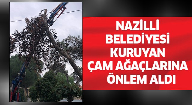 Nazilli Belediyesi’nden kuruyan çam ağaçları için önlem