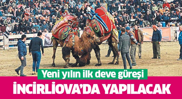 Yeni yılın ilk deve güreşi İncirliova'da yapılacak