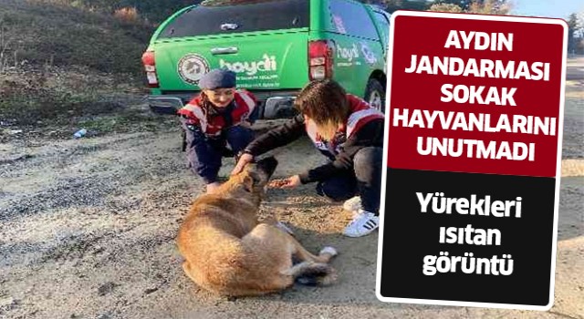 Aydın jandarması sokak canlarını unutmadı