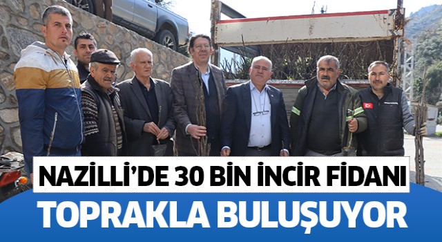 Nazilli'de 30 bin incir fidanı toprakla buluşuyor