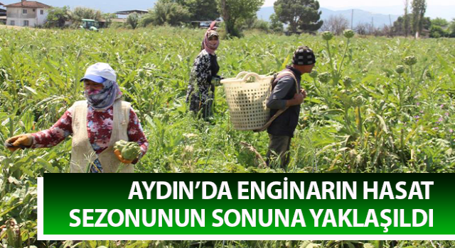 Aydın’da enginar hasadında sona yaklaşıldı