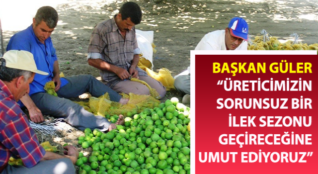 Aydın’da ilek bereketi