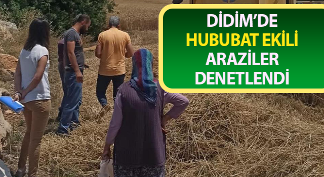 Hububat ekili araziler denetlendi