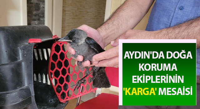 Doğa koruma ekiplerinin 'karga' mesaisi