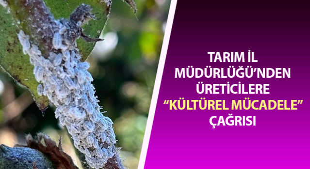 Aydın’da pamukta unlu bit mücadelesi sürüyor