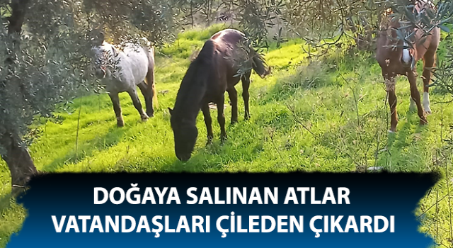 Aydın'da doğaya salınan atlar tarlalara zarar veriyor