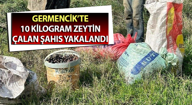 Zeytin hırsızı yakalandı