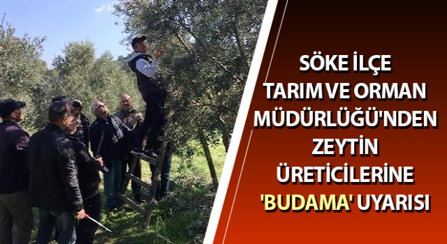 Zeytin üreticilerine budama konusunda uyarı,