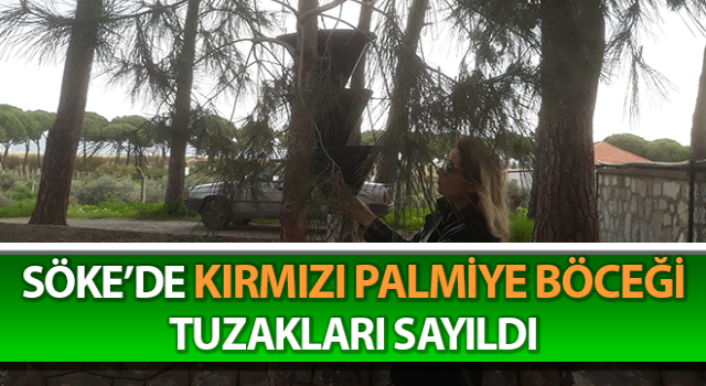 Kırmızı palmiye böceği için çalışmalar başladı