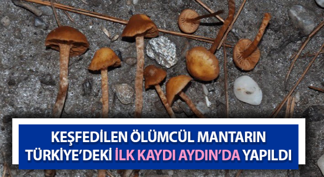 Ölümcül mantarın Türkiye’deki ilk kaydı Aydın’da yapıldı