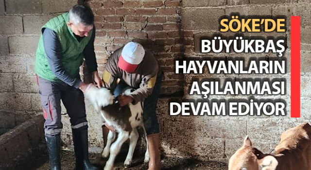 Söke’de büyükbaş hayvanların aşılanması sürüyor