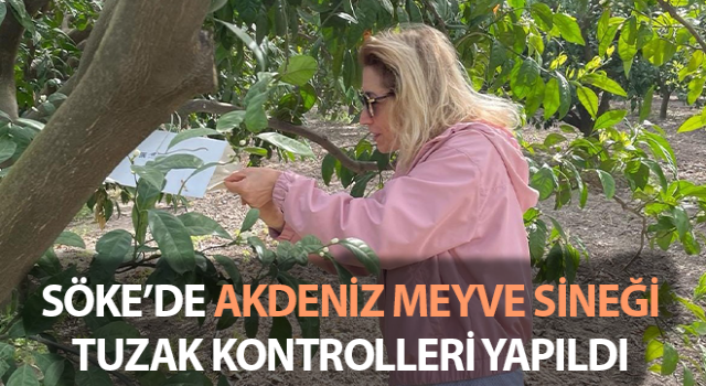 Akdeniz meyve sineği tuzakları kontrol edildi