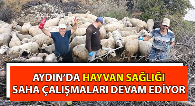 Aydın’da hayvan sağlığı saha çalışmaları sürdürülüyor