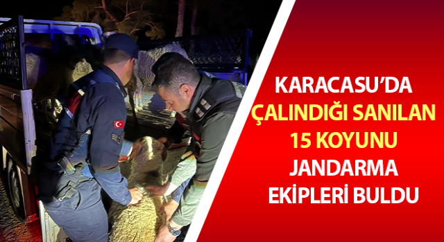 Çalındığı sanılan 15 koyunu jandarma ekipleri buldu