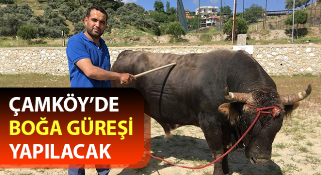 Çamköy’de boğa güreşi yapılacak