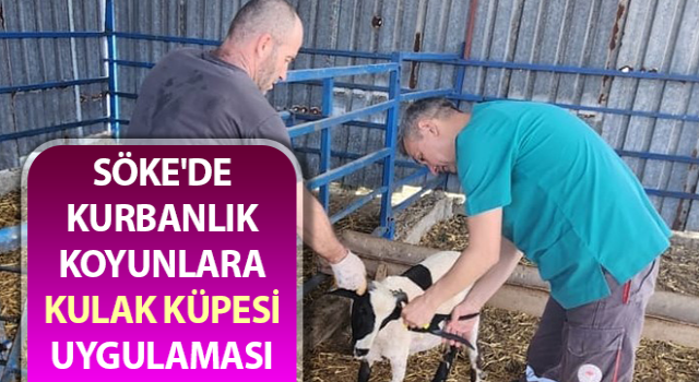 Kurbanlık koyunlara küpe uygulaması gerçekleştirildi