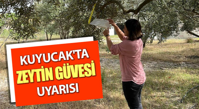 Kuyucak'ta zeytin güvesi uyarısı