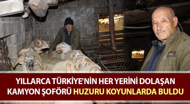 Türkiye'nin her yerini dolaşan kamyon şoförü huzuru koyunlarda buldu