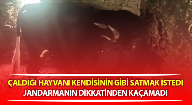 Çine’de çaldığı büyükbaş hayvanı satmak isteyen şüpheli yakalandı