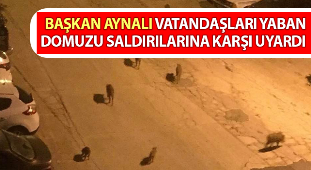 Vatandaşları yaban domuzu saldırılarına karşı uyardı