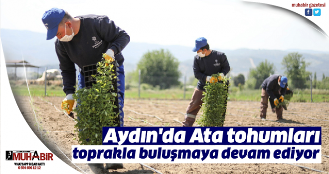 Aydın'da Ata tohumları toprakla buluşmaya devam ediyor  