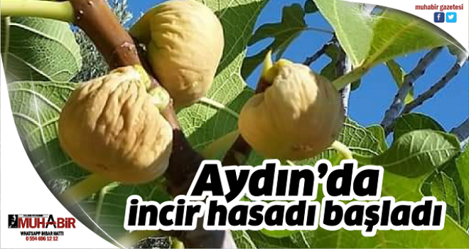  Aydın’da incir hasadı başladı  