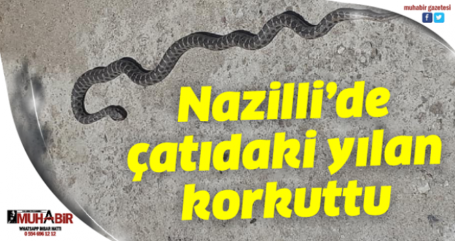 Nazilli’de çatıdaki yılan korkuttu 